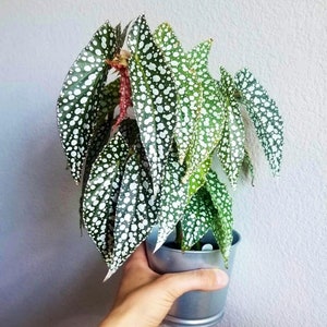 Begonia white ice Starter Plant (ALL STARTER PLANTS require you to purchase 2 plants!)