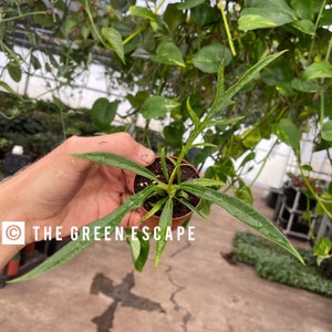 May include: A small potted plant with long, slender, green leaves. The plant is held in a brown plastic pot. The text "THE GREEN ESCAPE" is printed on the lower left corner of the image. The background is a greenhouse setting with other plants.