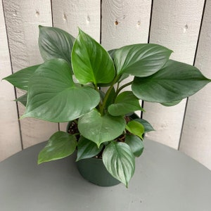 Planta de iniciación Homalomena emerald gem (¡TODAS LAS PLANTAS DE INICIO requieren la compra de 2 plantas!)