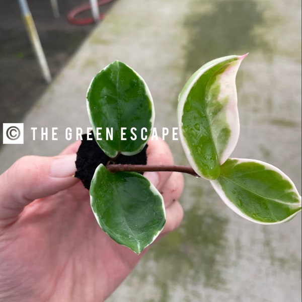 Hoya Chelsea variegated Starter Plant (ALL STARTER PLANTS require you to purchase 2 plants!)