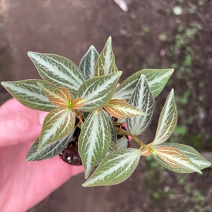 Peperomia trinervis starter plant (ALL PLANTS require you to purchase 2 plants!)