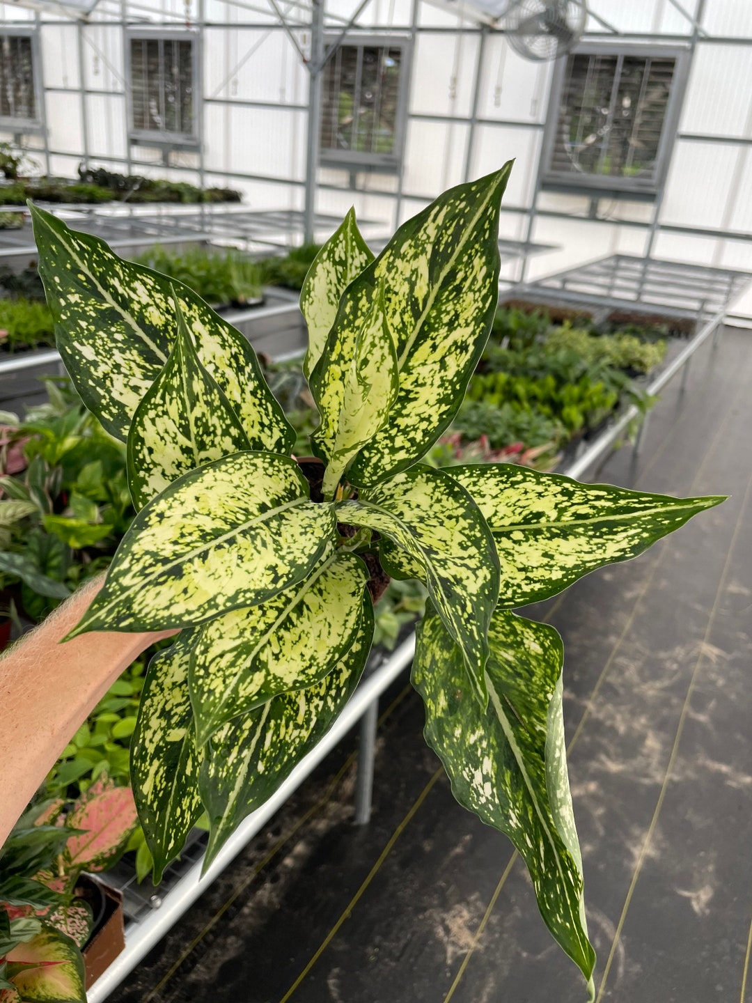 Aglaonema Siam Snow White 4” Pot (ALL PLANTS Require You to