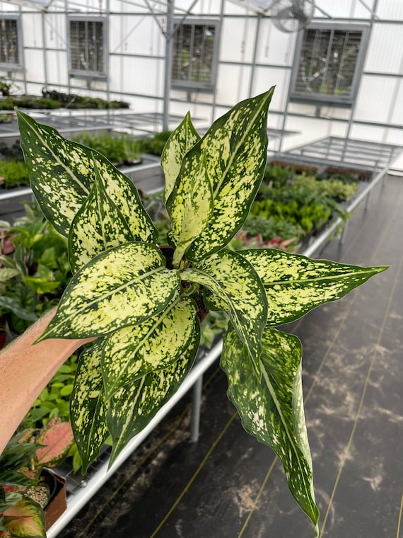 Aglaonema Siam Snow White 4” Pot (ALL PLANTS Require You to