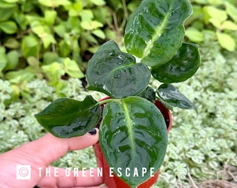 fiddle leaf fig ficus lyrata plant Fiddle Leaf Fig