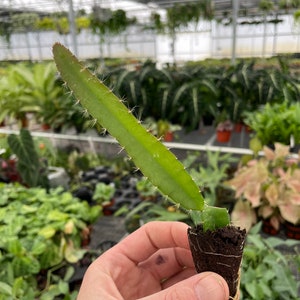 Puede incluir: Un esqueje de cactus de fruta de drag&oacute;n verde en una maceta peque&ntilde;a con tierra marr&oacute;n. El esqueje tiene espinas y crece en posici&oacute;n vertical.