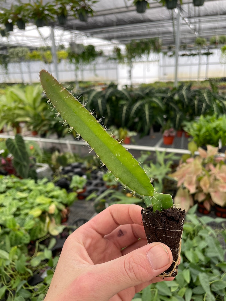 Puede incluir: Un esqueje de cactus de fruta de drag&oacute;n verde en una maceta peque&ntilde;a con tierra marr&oacute;n. El esqueje tiene espinas y crece en posici&oacute;n vertical.