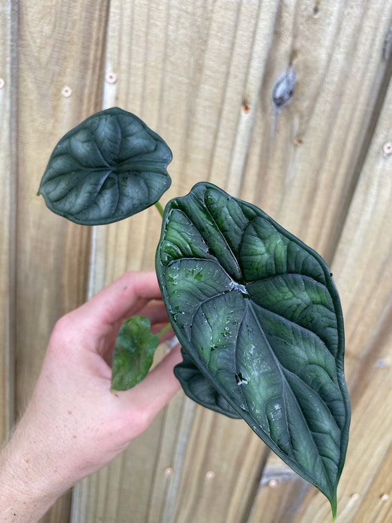 Alocasia Baginda Dragon Scale Starter Plant (ALL STARTER PLANTS