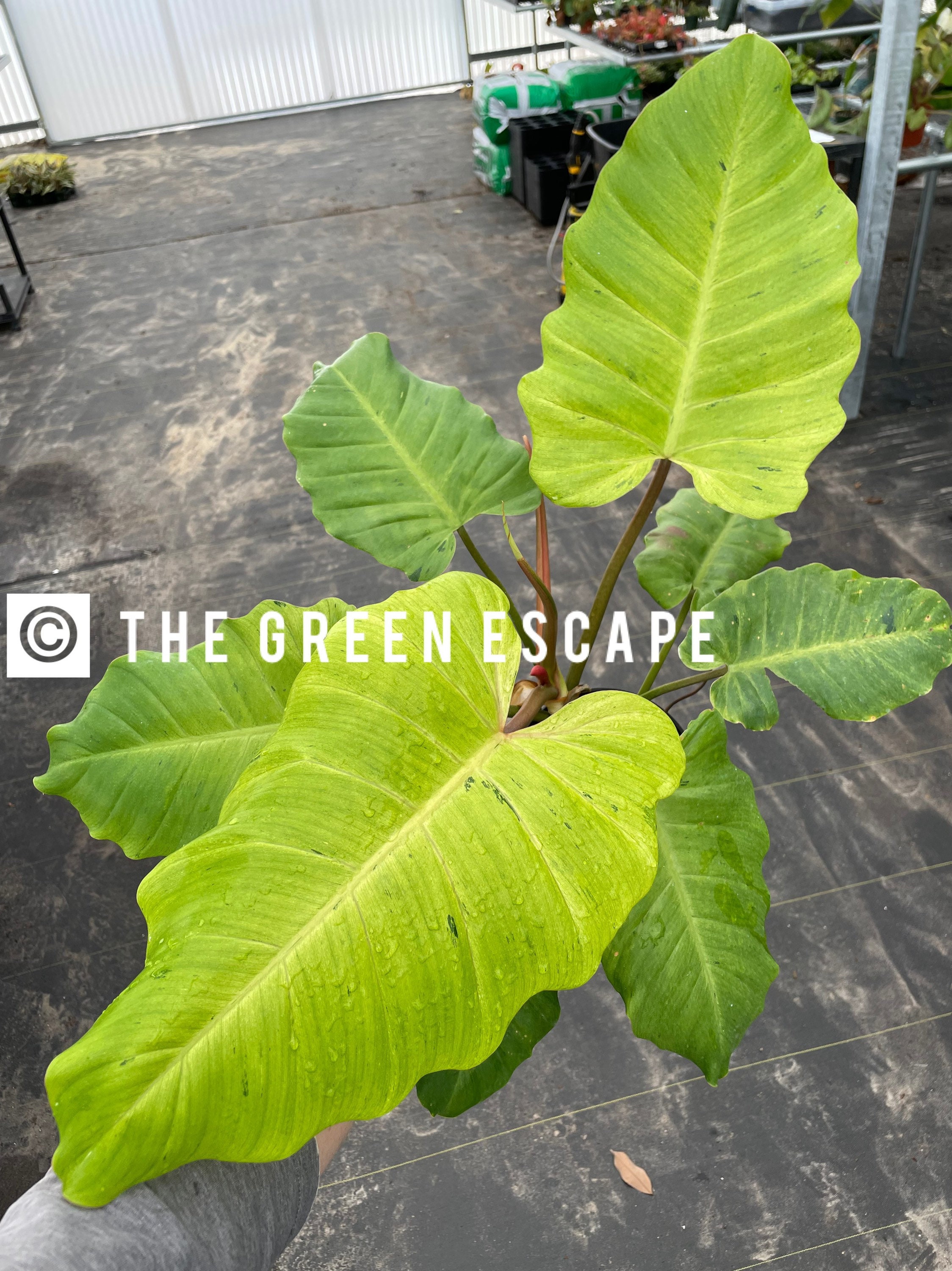 超希少❗️美斑❗️フィロデンドロン　ジャングルフィーバー　斑入り✨ フィロデンドロンジャングルフィーバー 超希少❗️美斑