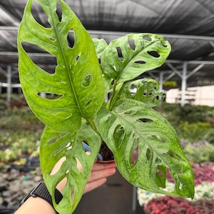May include: Close-up of a Monstera Adansonii plant, also known as the Swiss cheese plant, with vibrant green leaves. The leaves have distinctive oval-shaped holes. The plant is in a small brown pot, and the background is a greenhouse setting.
