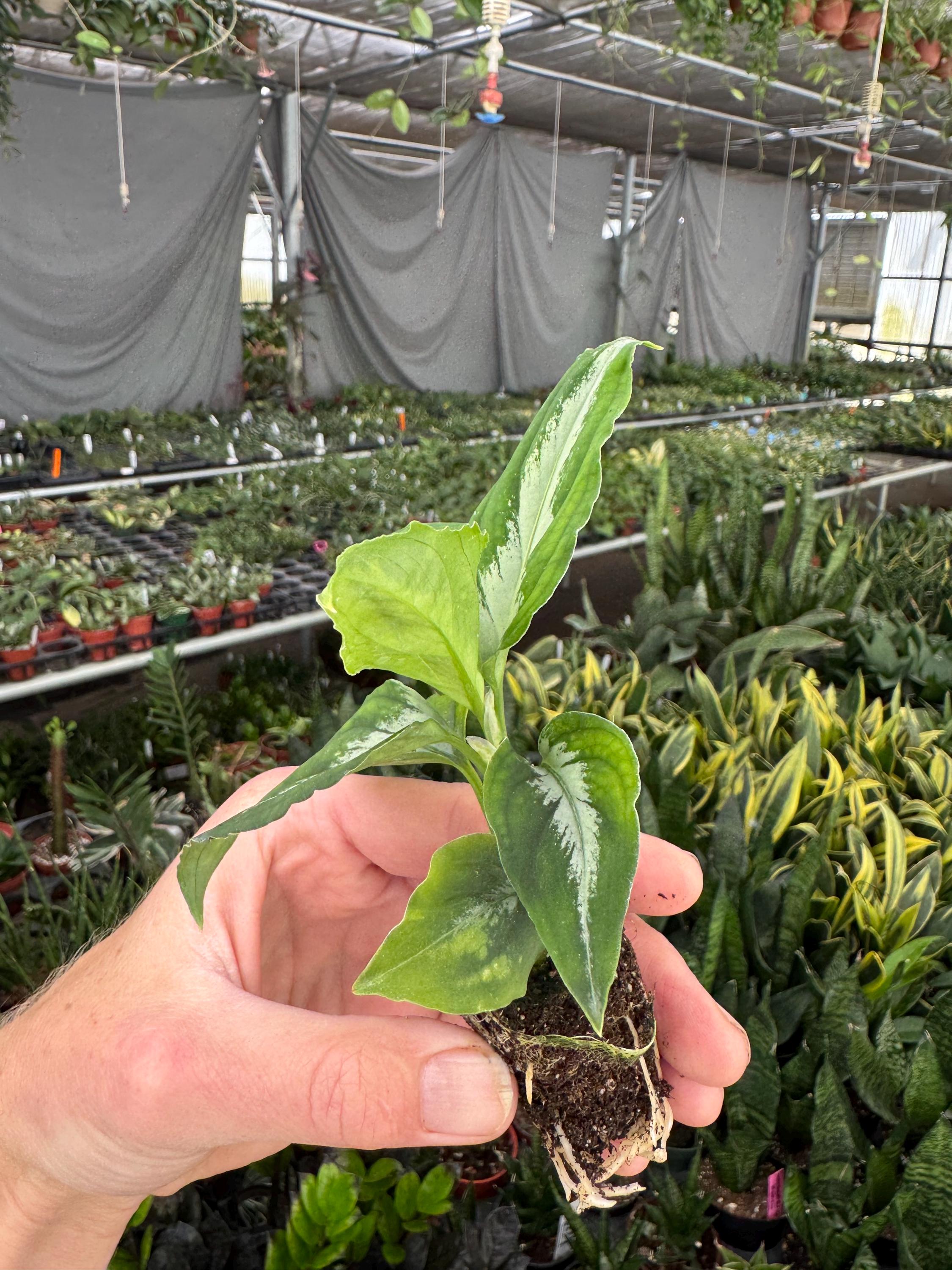 Aglaonema Pictum Bicolor Starter Plant (ALL STARTER PLANTS Require