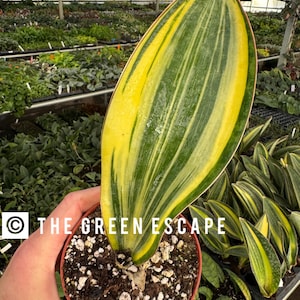 May include: A potted snake plant with long, striped leaves in shades of green and yellow. The plant is in a brown pot with white pebbles on top of the soil. The plant is being held by a hand, and the background is a greenhouse with other plants.