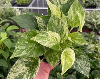 pothos marble queen 4” pot (ALL PLANTS require you to purchase 2 plants!)