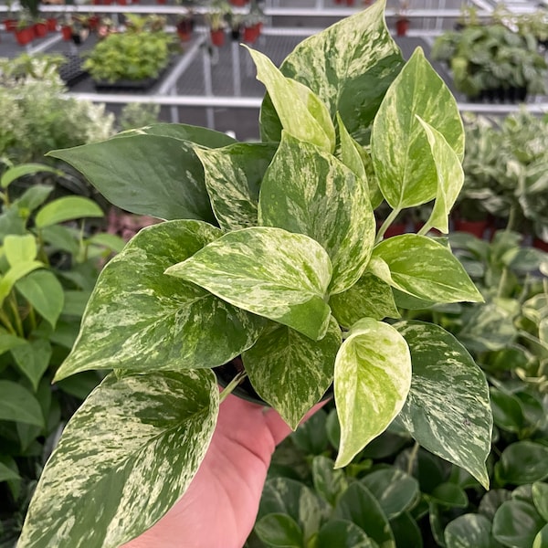 pothos marble queen 4” pot (ALL PLANTS require you to purchase 2 plants!)