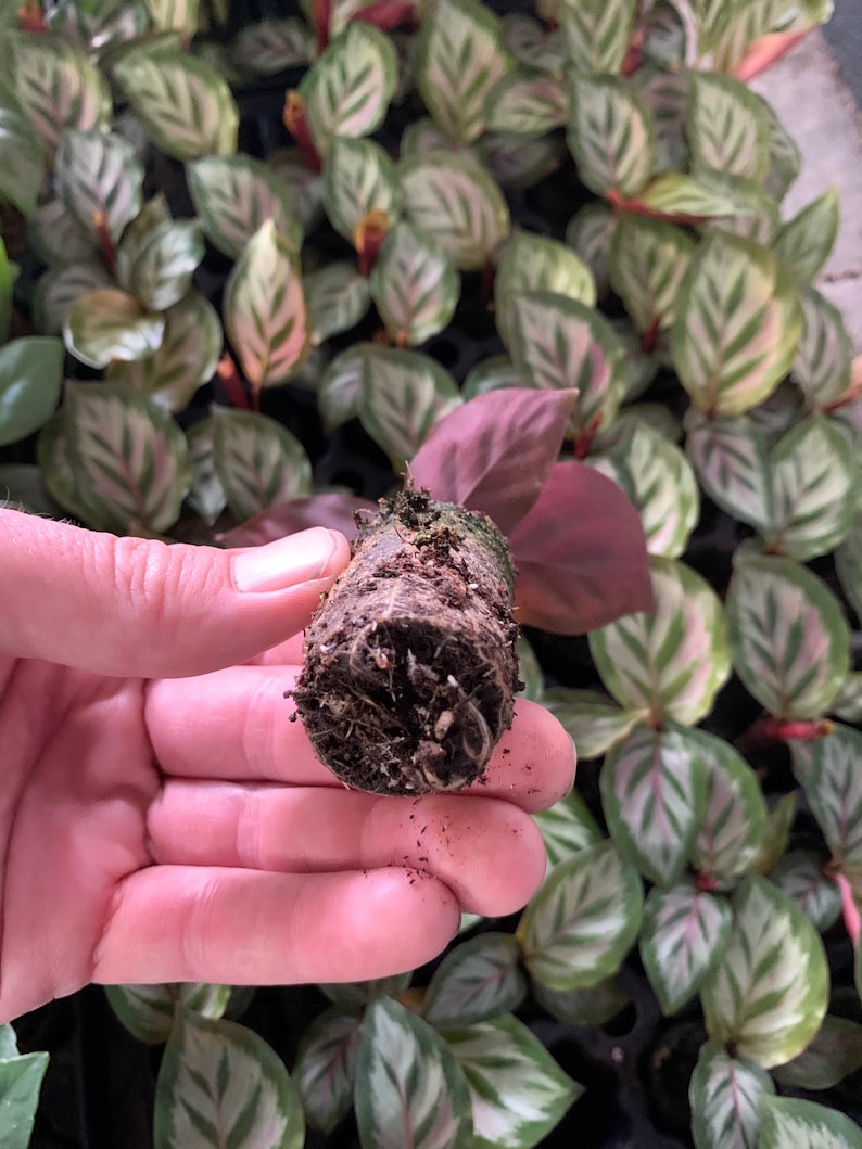 TheGreenEscape Calathea Peacock Plant - Thumbnail 4