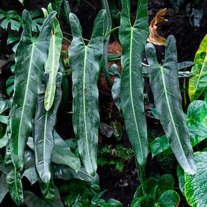 Philodendron Spiritus Sancti – The Eden Lab