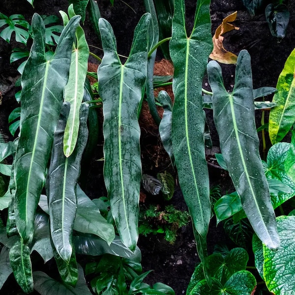 Philodendron Spiritus sancti Starter Plant (ALL STARTER PLANTS require you to purchase 2 plants!)