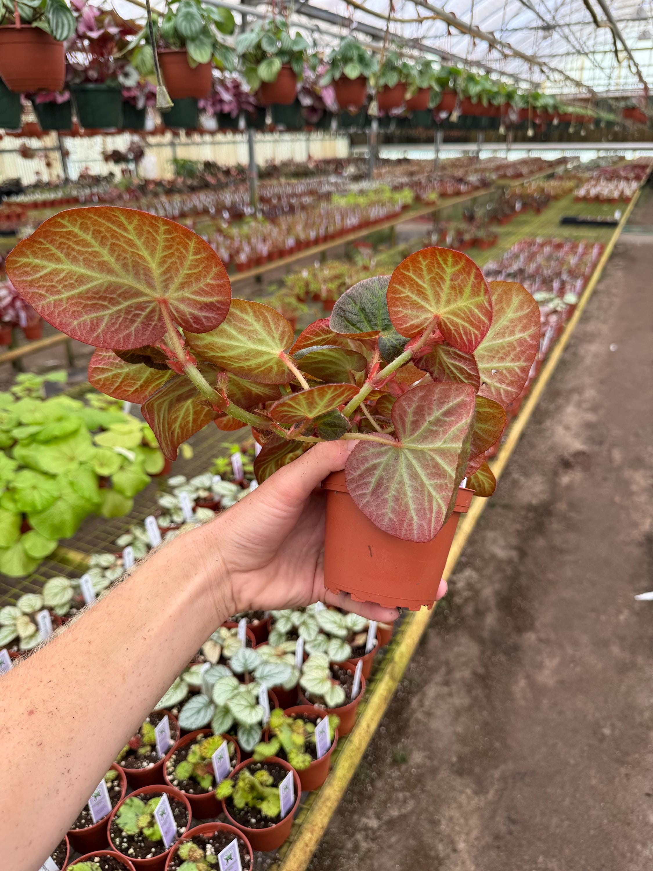 Begonia Manaus 4”pot (ALL PLANTS Require You to Purchase 2