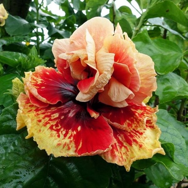 Tahitian spotted sun hibiscus Starter Plant (ALL STARTER PLANTS require you to purchase 2 plants!)