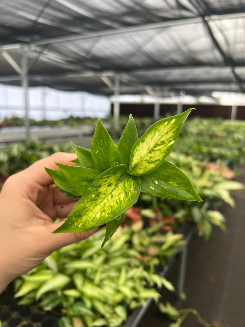 TheGreenEscape Dieffenbachia Carina Plant - Thumbnail 3