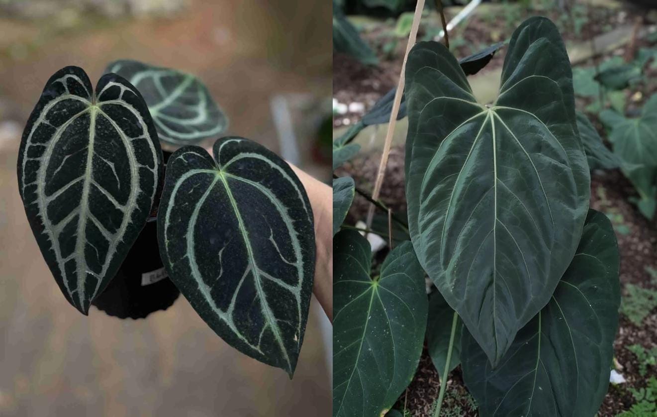 Seed Grown Anthurium Carla Blackiae X Fort Sherman Starter Plant