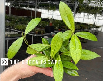Hoya crassipetiolata 4” pot (ALL PLANTS require you to purchase 2 plants!)