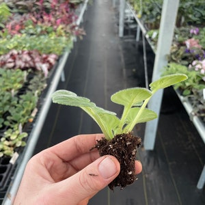 RS Serpentine African Violet Starter Plant (ALL Starter PLANTS Require ...