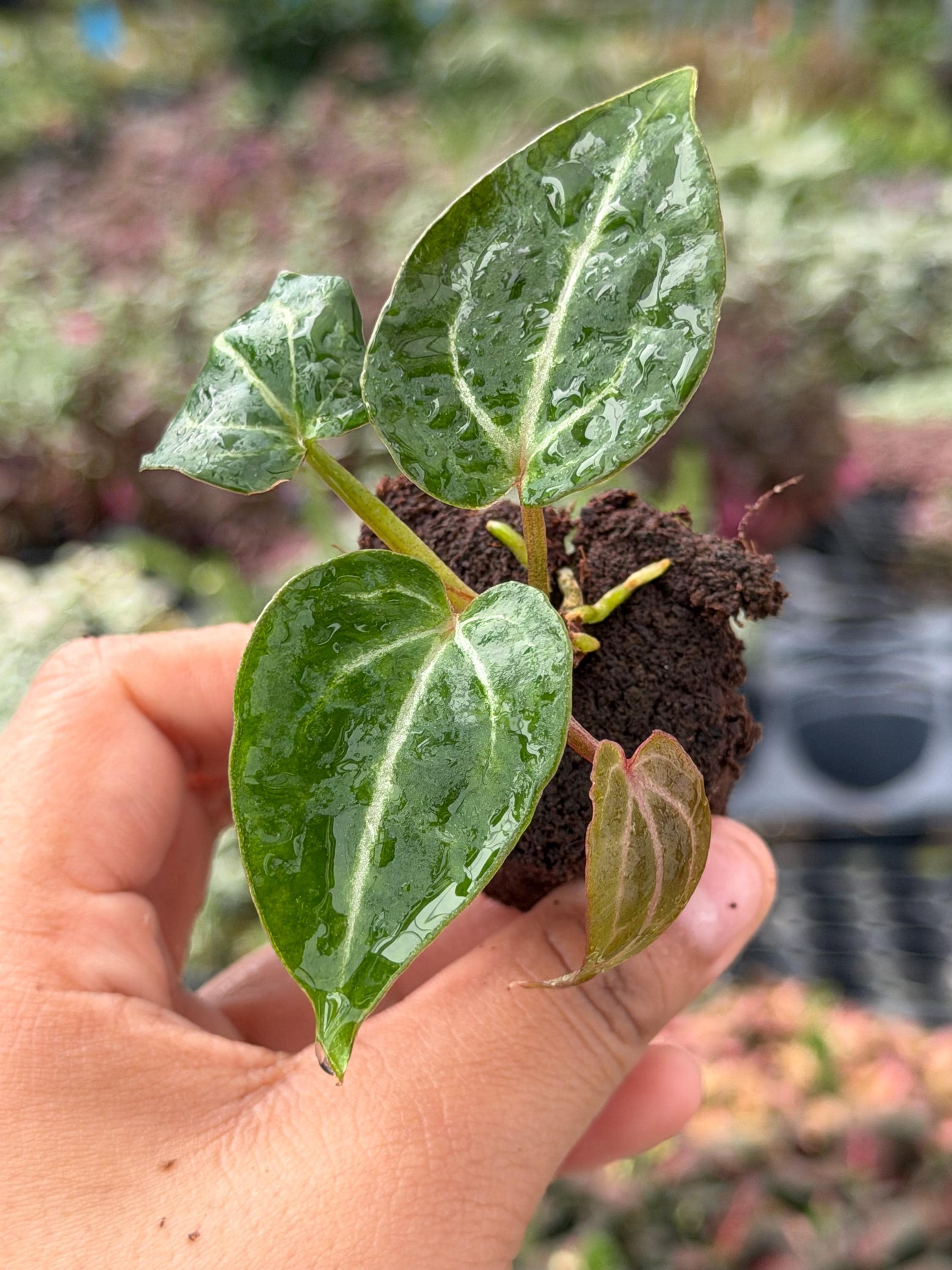 Wonderboy Anthurium - Etsy