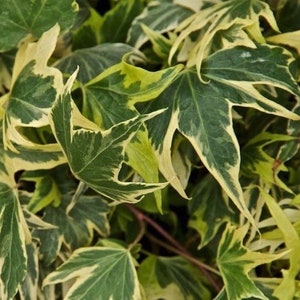 philodendron florida ghost kaufen Philodendron Florida Ghost (Grower's Choice)  PlantTheStudio