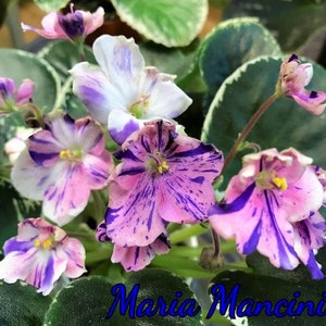 K’s dancing spree African violet starter plant (ALL PLANTS require you to purchase 2 plants!)