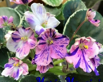 K’s dancing spree African violet starter plant (ALL PLANTS require you to purchase 2 plants!)