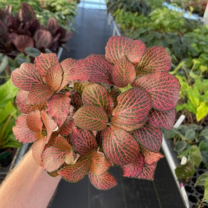 Pink fittonia nerve plant 4 pot ALL PLANTS require you to purchase 2 plants image 5