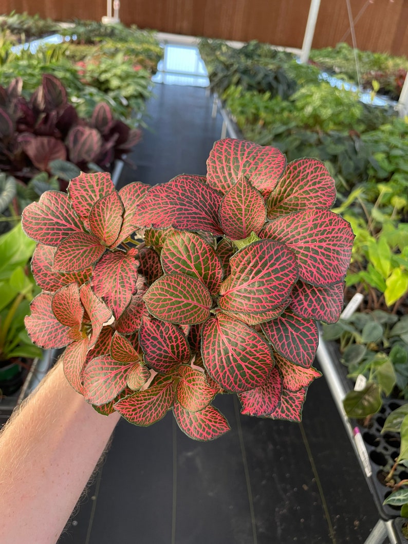 Pink fittonia nerve plant 4 pot ALL PLANTS require you to purchase 2 plants image 5