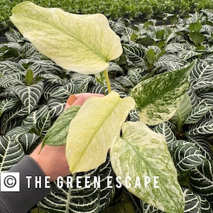 May include: A rustic wooden sign with the text "Welcome to our home" in white lettering. The sign features a distressed finish and a simple, inviting design, perfect for front door decor.