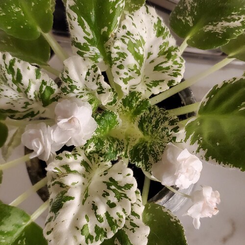 VAT Pulsar African Violet Starter Plant ALL Starter PLANTS Etsy