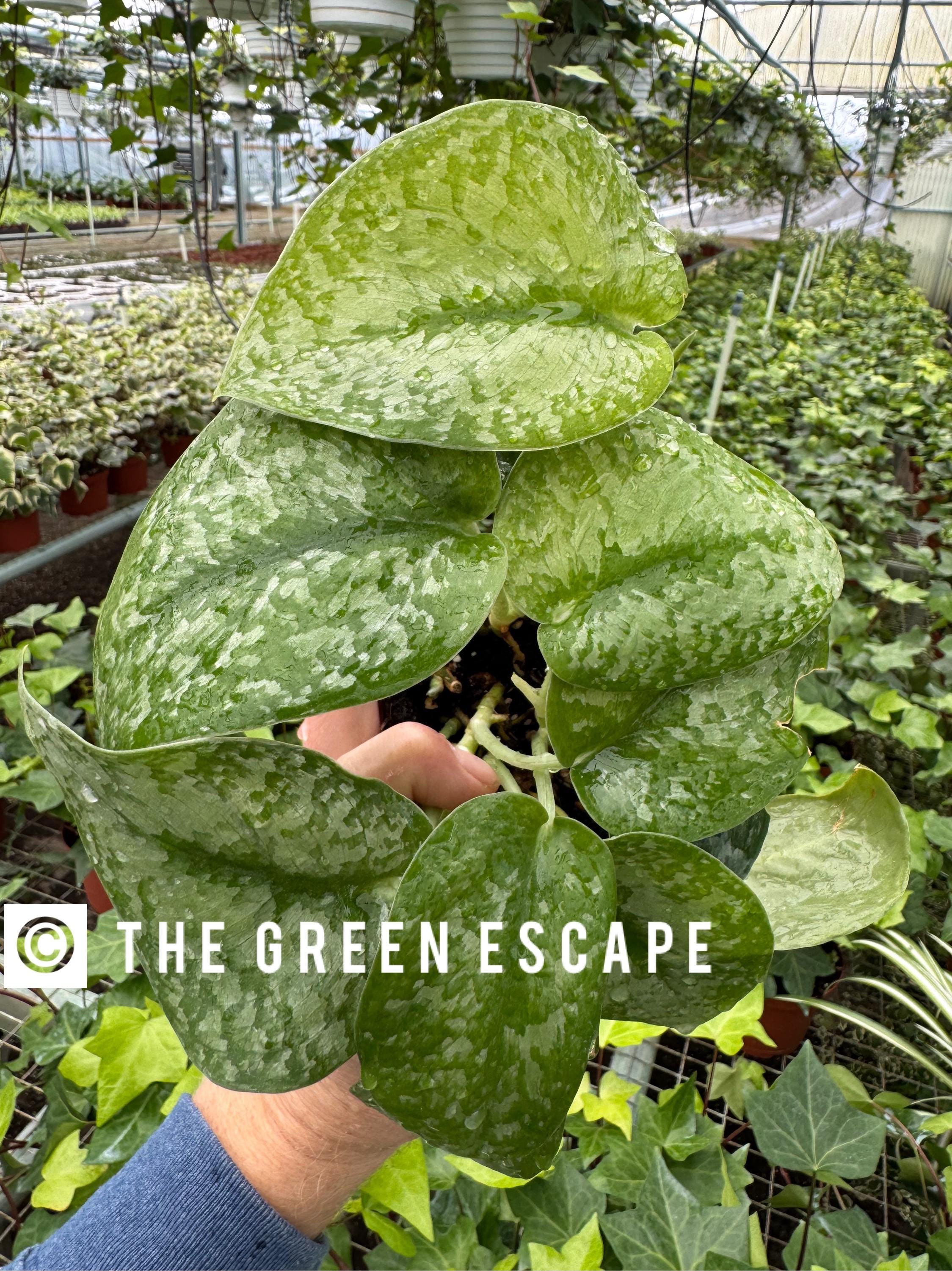 Scindapsus Mount Salak 4” Pot (ALL PLANTS Require You to Purchase