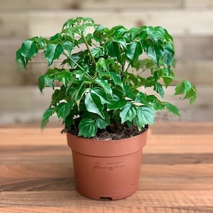 May include: A potted plant with vibrant green leaves. The plant is in a brown plastic pot, sitting on a wooden surface. The leaves are lush and full, creating a visually appealing display. The pot has a small logo and text on the side.