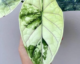 variegated Alocasia Dragon scale Albo Starter Plant (ALL STARTER PLANTS require you to purchase 2 plants!)