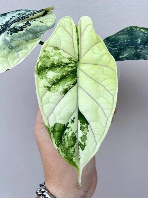 Variegated Alocasia Dragon Scale Albo Starter Plant (ALL STARTER