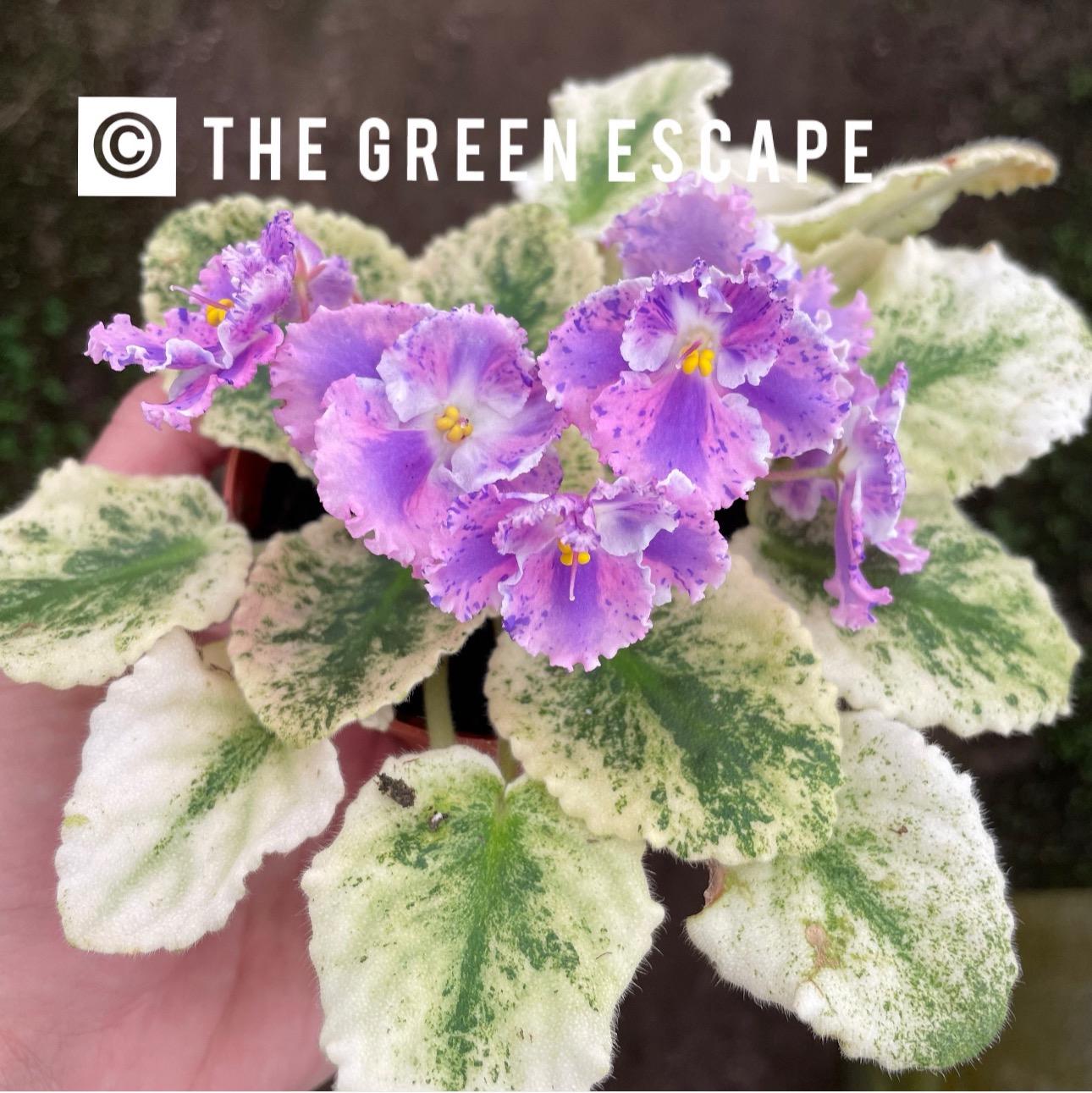 Harmonys love bug African Starter Plant (ALL STARTER PLANTS require you to purchase 2 plants!)
