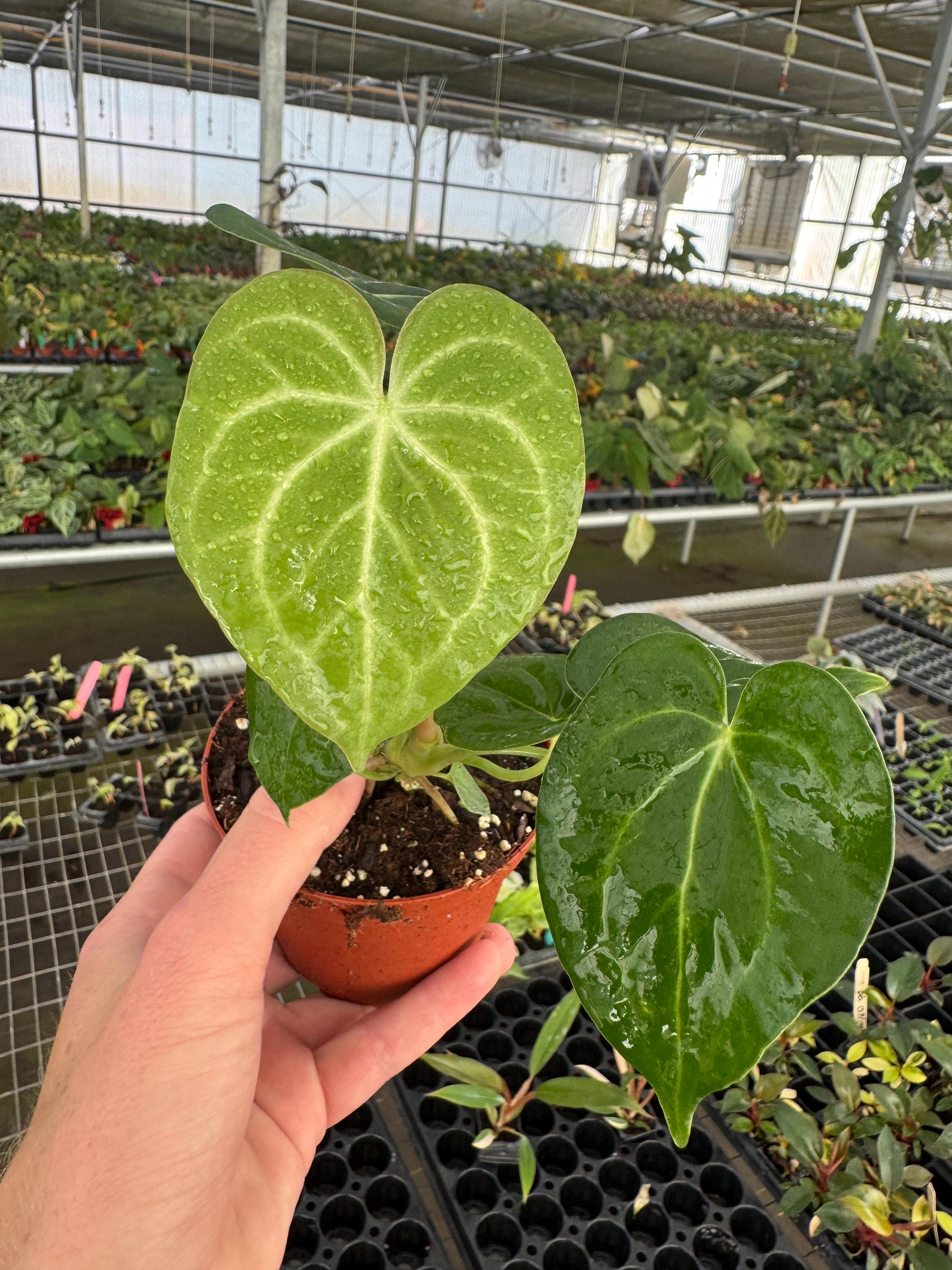 Anthurium Silver Tiger - Etsy