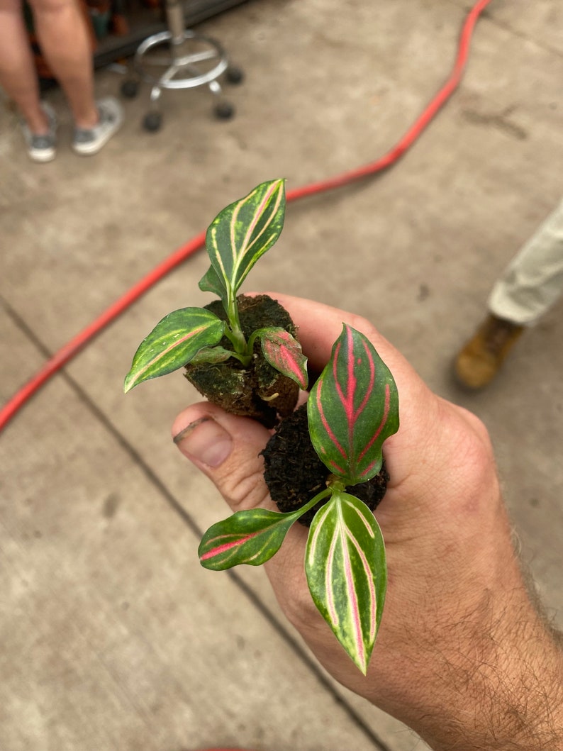 Aglaonema red vein Starter Plant ALL STARTER PLANTS require you to purchase 2 plants image 2