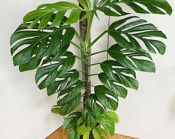 Monstera pinnatipartita Starter Plant (ALL STARTER PLANTS require you to purchase 2 plants!)