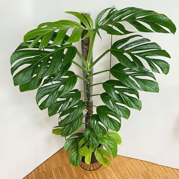 Monstera pinnatipartita Starter Plant (ALL STARTER PLANTS require you to purchase 2 plants!)