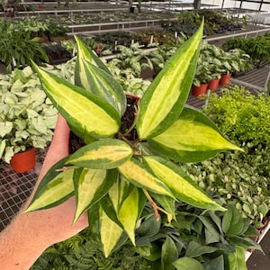 May include: A potted Hoya plant with vibrant green and yellow variegated leaves. The plant is held in a small brown pot, surrounded by other plants in a greenhouse setting. The leaves have a striking pattern.