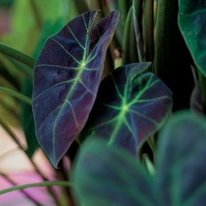 Colocasia Black Beauty Starter Plant  (ALL STARTER PLANTS require you to purchase 2 plants!)