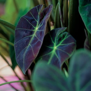 Colocasia Black Beauty Starter Plant 2.0 (ALL STARTER PLANTS require you to purchase 2 plants!)