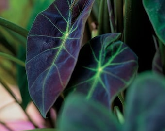 Colocasia Black Beauty Starter Plant 2.0 (ALL STARTER PLANTS require you to purchase 2 plants!)