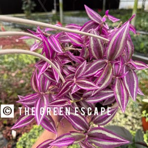 Tradescantia Pink Paradise 6” Hanging Baskets L2 (ALL PLANTS