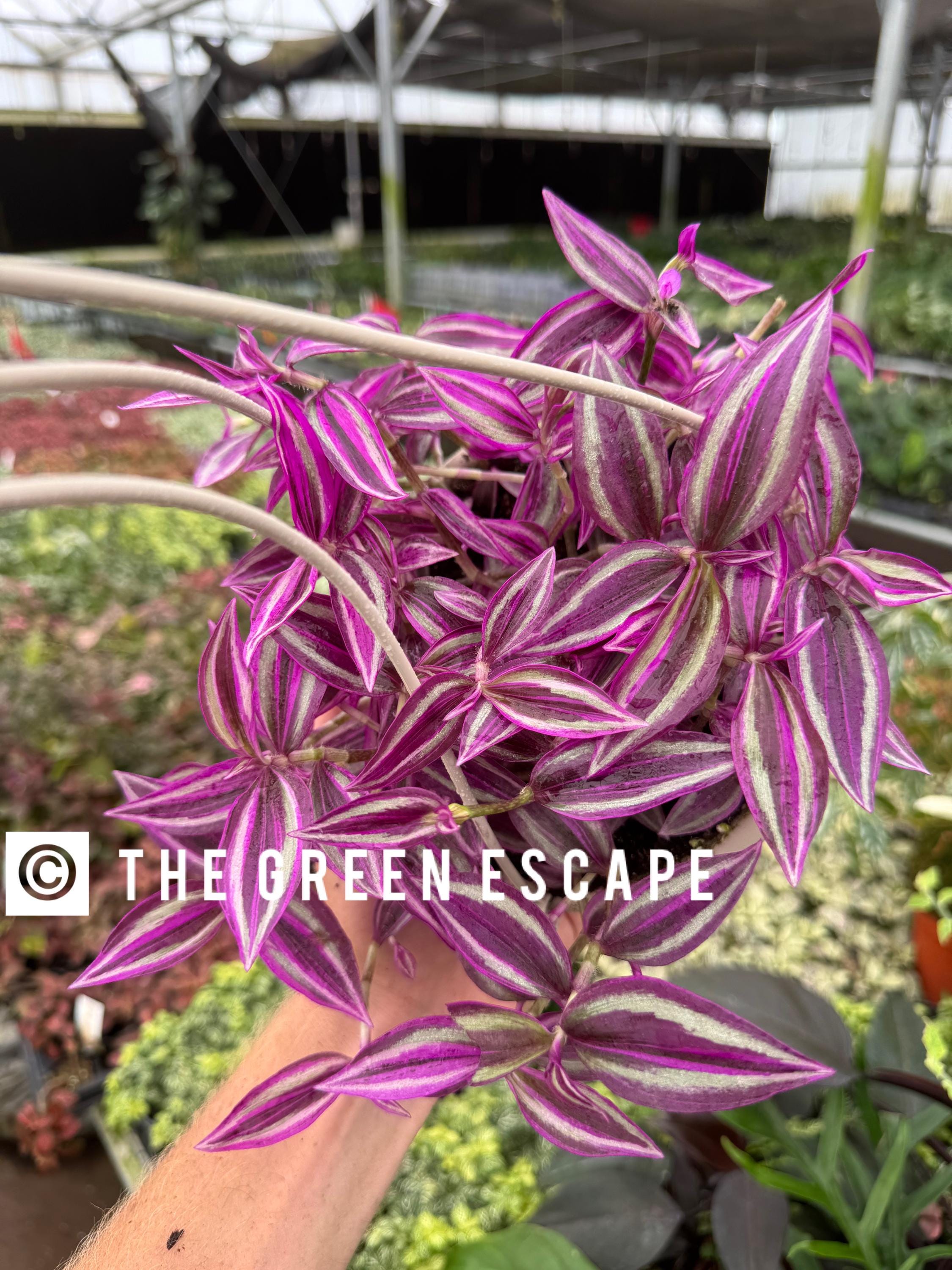 Tradescantia Pink Paradise 6” Hanging Baskets L2 (ALL PLANTS