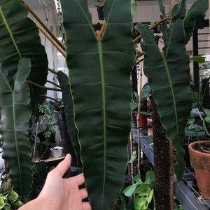 philodendron billietiae dark form Starter Plant (ALL STARTER PLANTS require you to purchase 2 plants!)